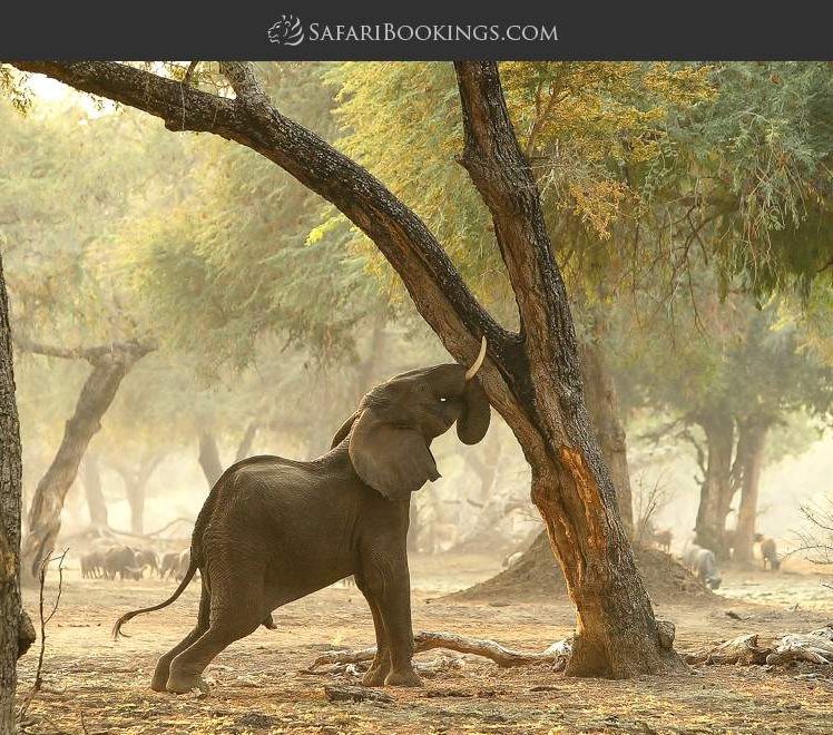 Safari Bookings